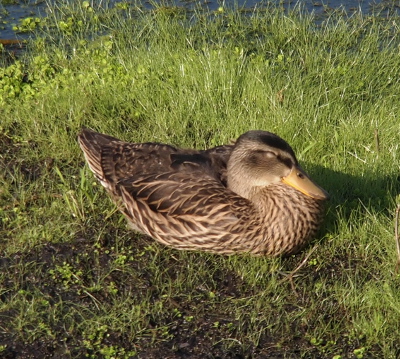 [A mallard is taking a snooze while resting on the grass.]